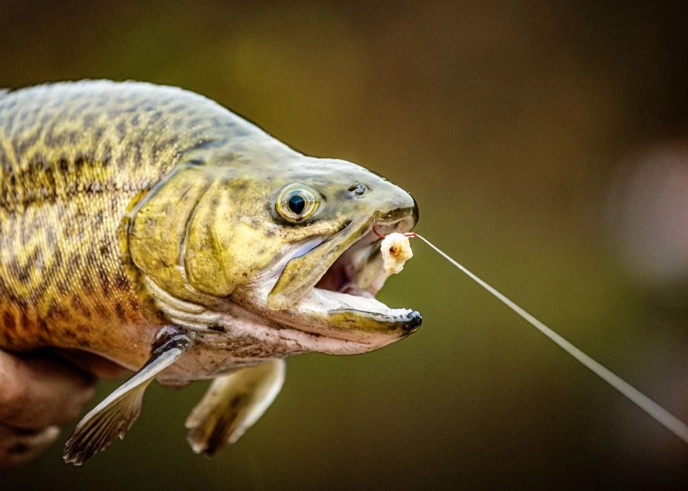 Magic Trout Trout Hook To Fluoro Carbon Maggot Forel Onderlijn Size 8 70cm (7 Stuks) 3 Magic Trout Trout Hook To Fluoro Carbon Maggot Forel Onderlijn Size 8 70cm (7 Stuks)